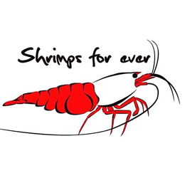 brand shrimps forever