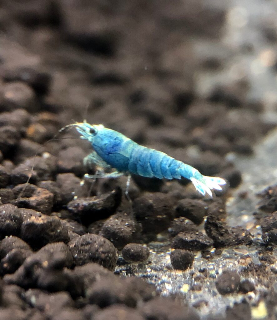 blue bolt shrimp