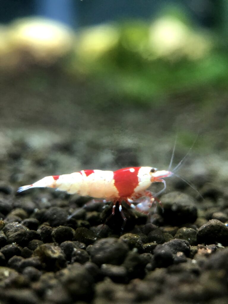 crystal red shrimp