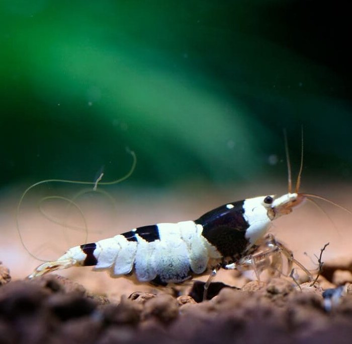 crystal black shrimp